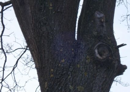 Bomen verdienen beter: te laat gesnoeid van te grote takken
