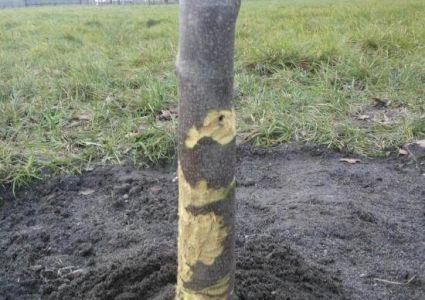 Bomen verdienen beter: Vraatschade