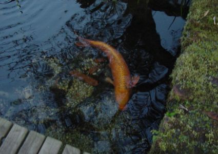 Mijn Vijver Ghost koi