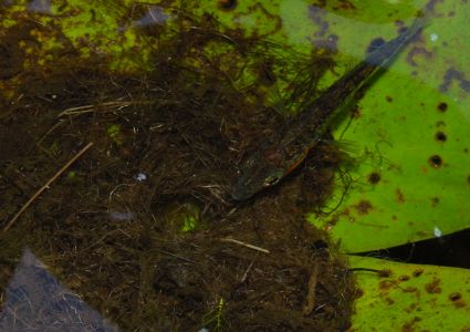 Mijn Vijver Stekelbaarsje op wacht