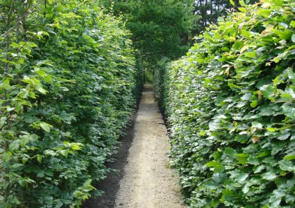 Haagplanten effect het 2de jaar