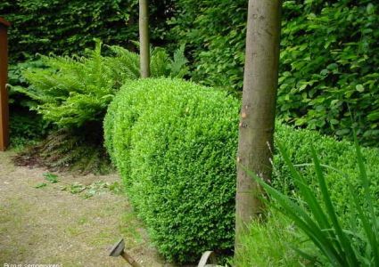 Haagplanten buxus haag