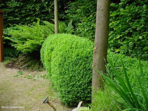 Haagplanten buxus haag