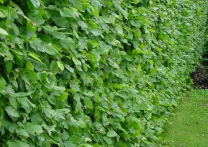 Haagplanten Carpinus betulus