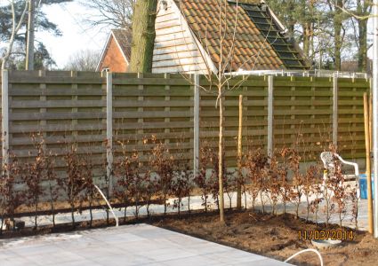 Haagplanten piepjong ... en nog niet ingetopt