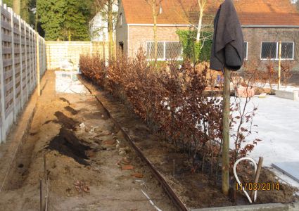 Haagplanten links de sleuf, rechts reeds aangeplant