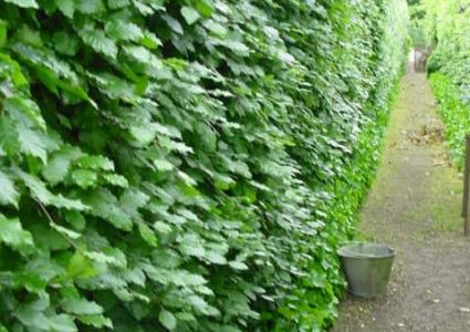 Haagplanten Fagus sylvatica
