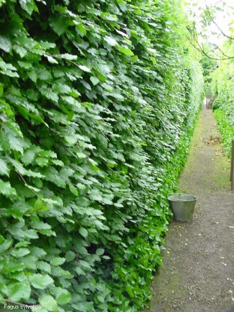 Haagplanten Fagus sylvatica