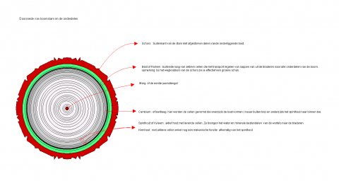 Doorsnede Van Een Stam