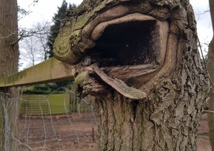 Wurg Ik Mijn Planten